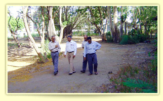 Tree Plantation
