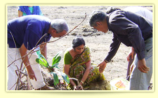 Tree Plantation